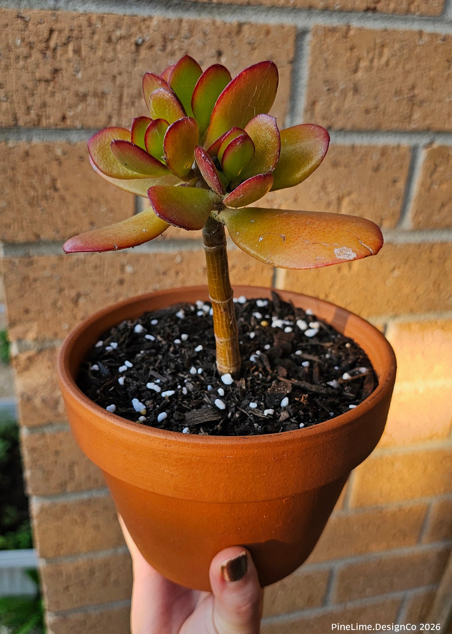 Medium Potted Succulent
