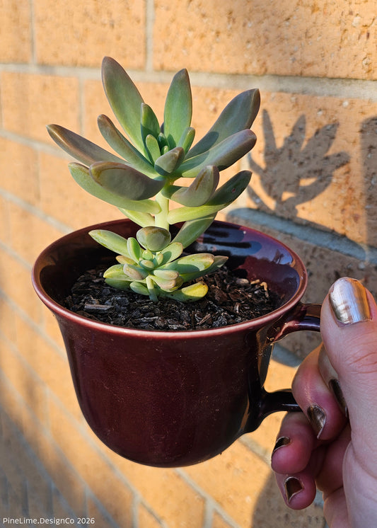 Mini Potted Succulent