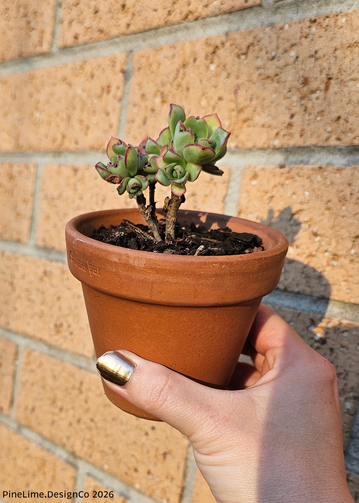 Mini Potted Succulent