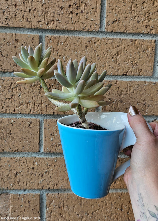 Mini Potted Succulent