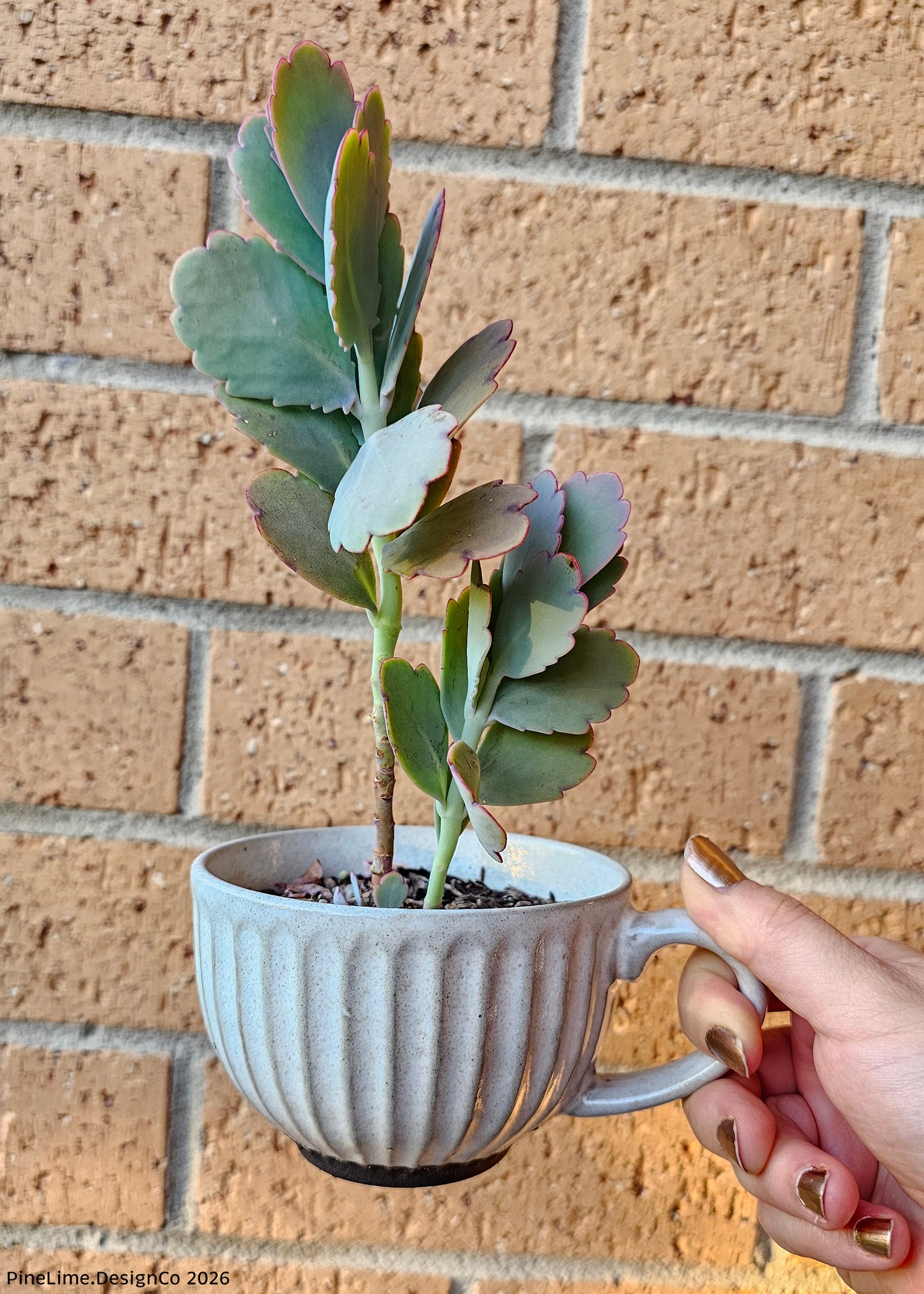 Mini Potted Succulent
