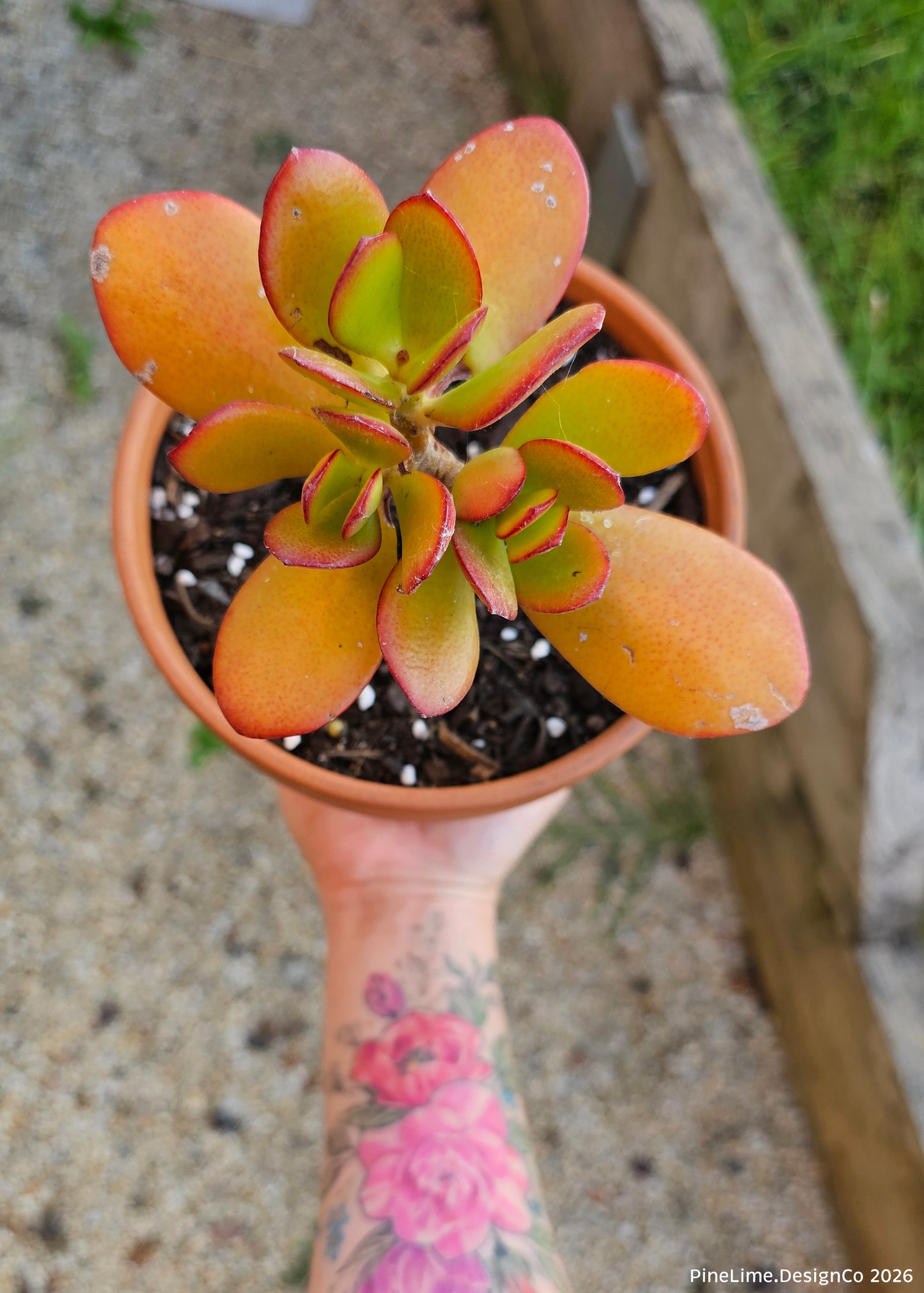 Medium Potted Succulent