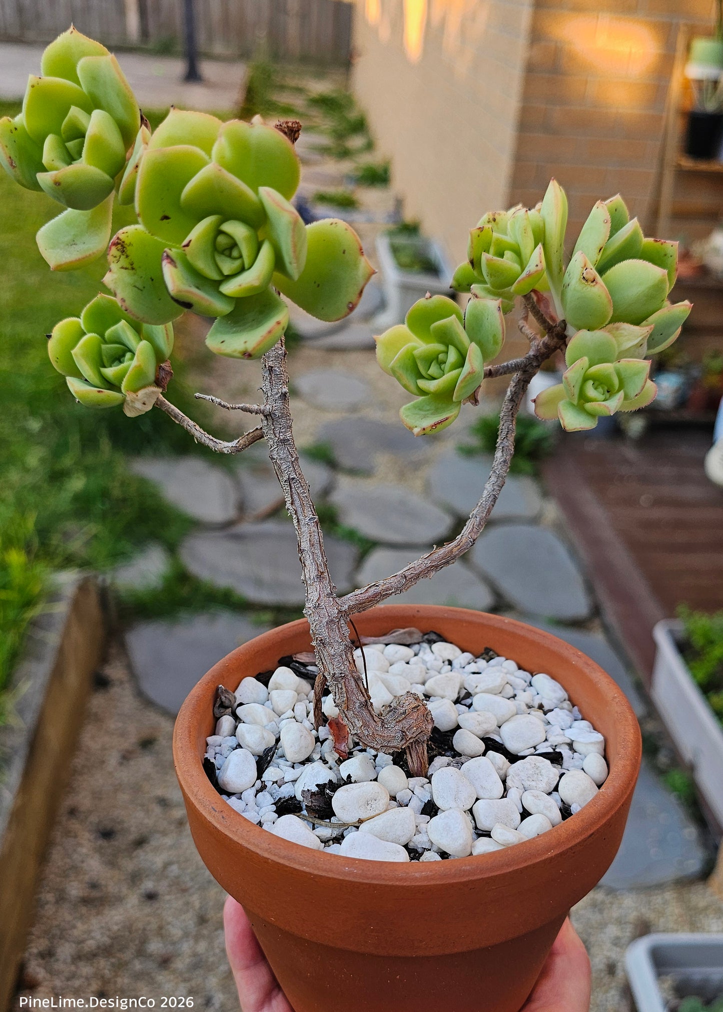 Medium Potted Succulent