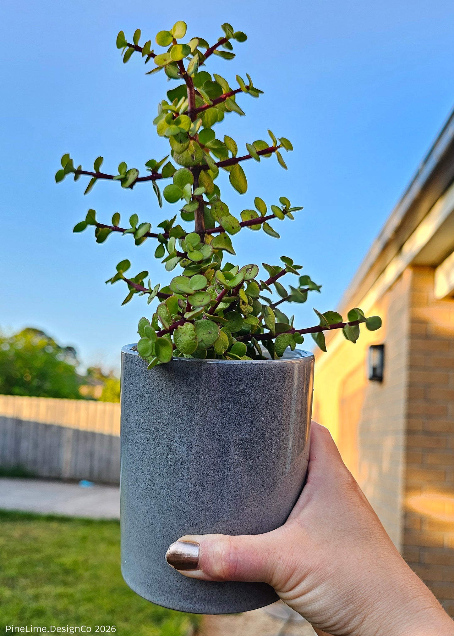 Potted plant held by a hand with a clear blue sky and house in the background