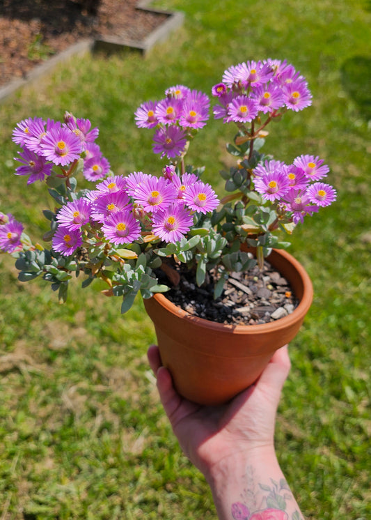 Medium Potted Succulent