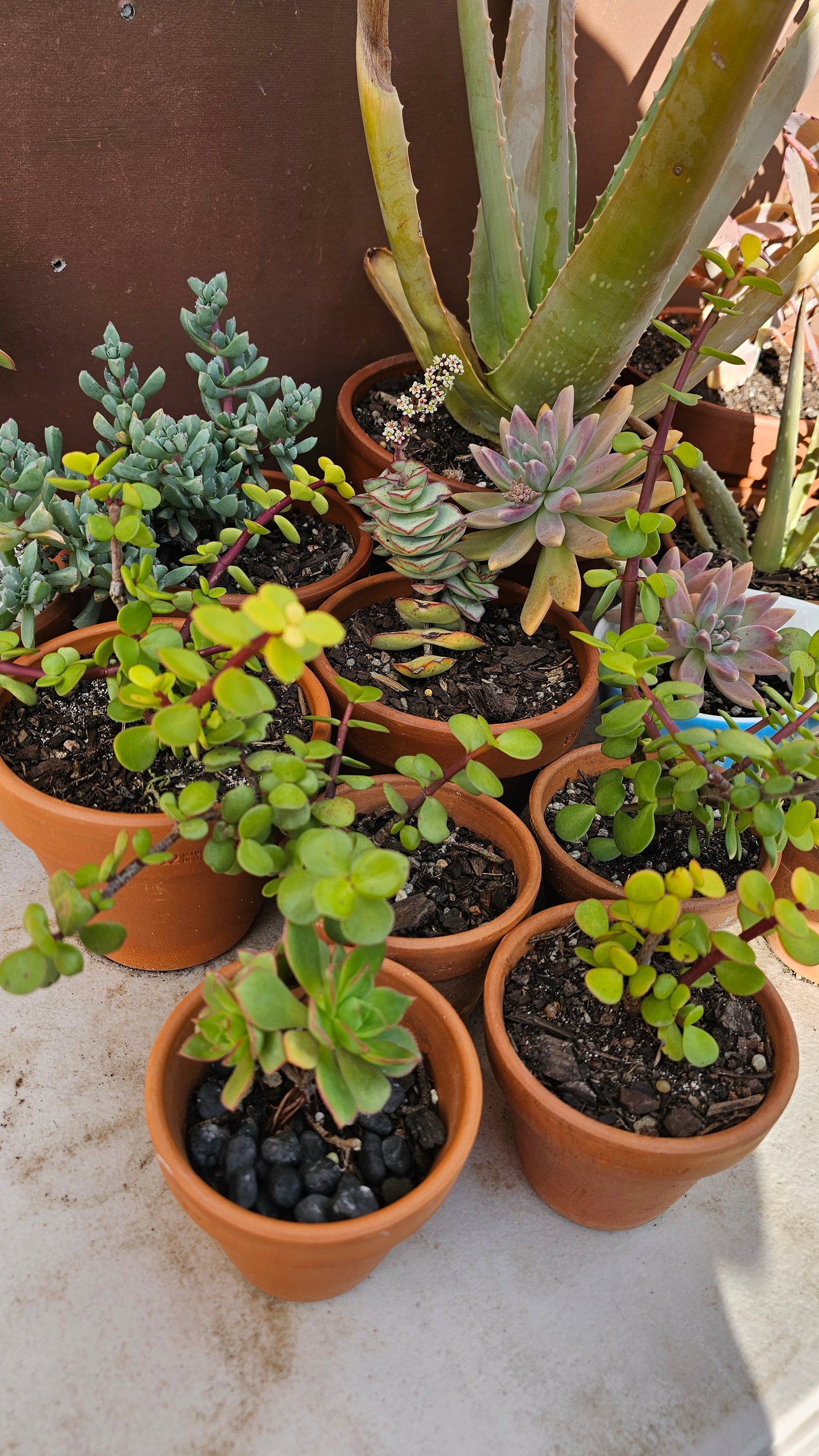 Plant + Card Gift Set