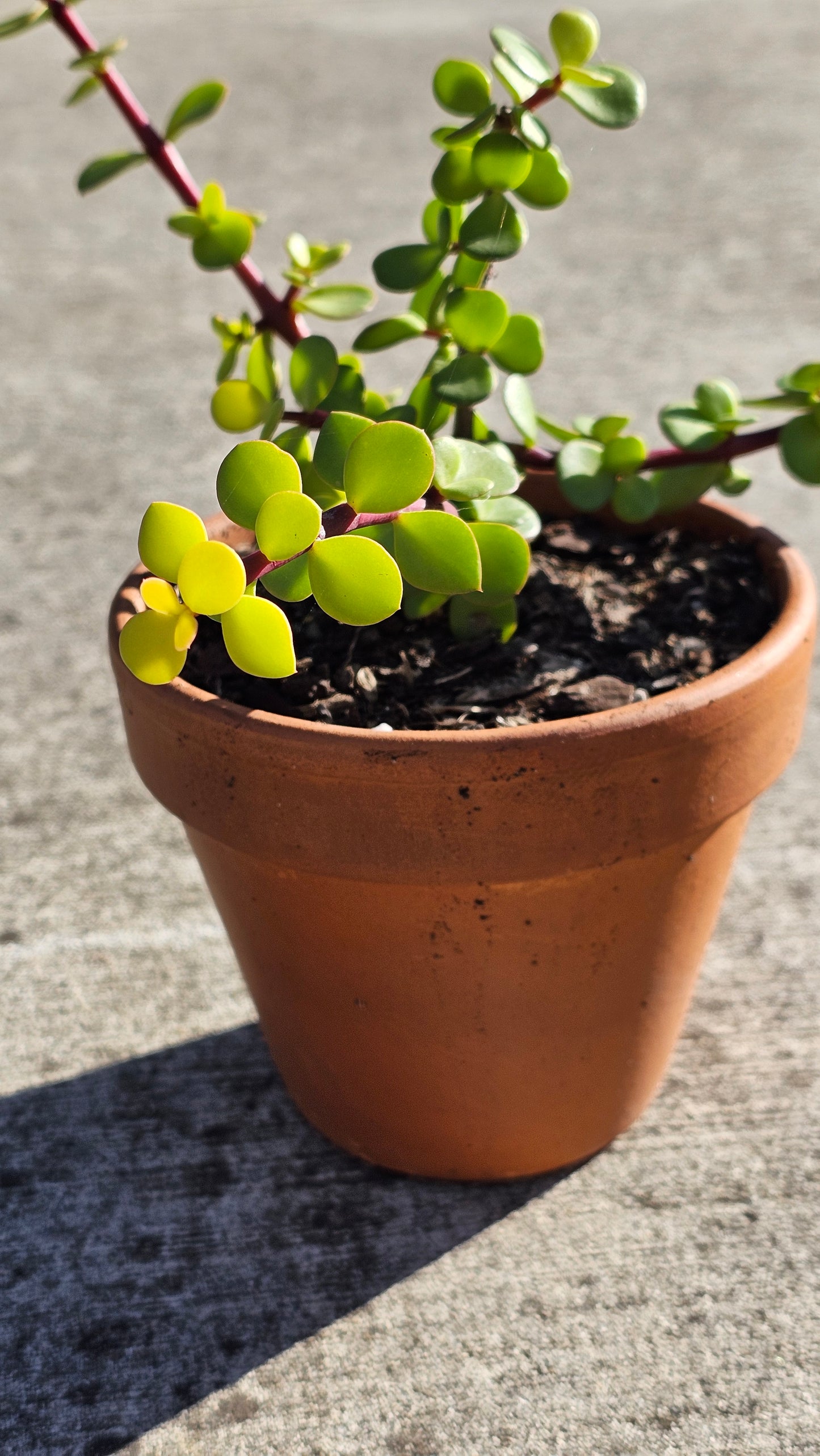 Medium Potted Succulent