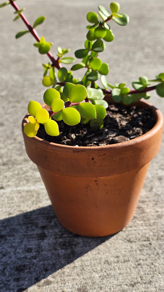Medium Potted Succulent