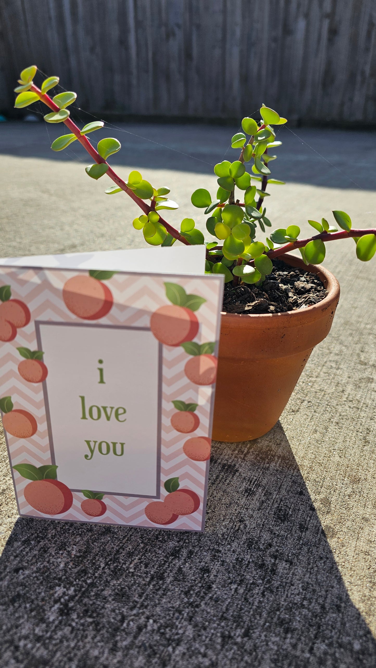 Plant + Card Gift Set