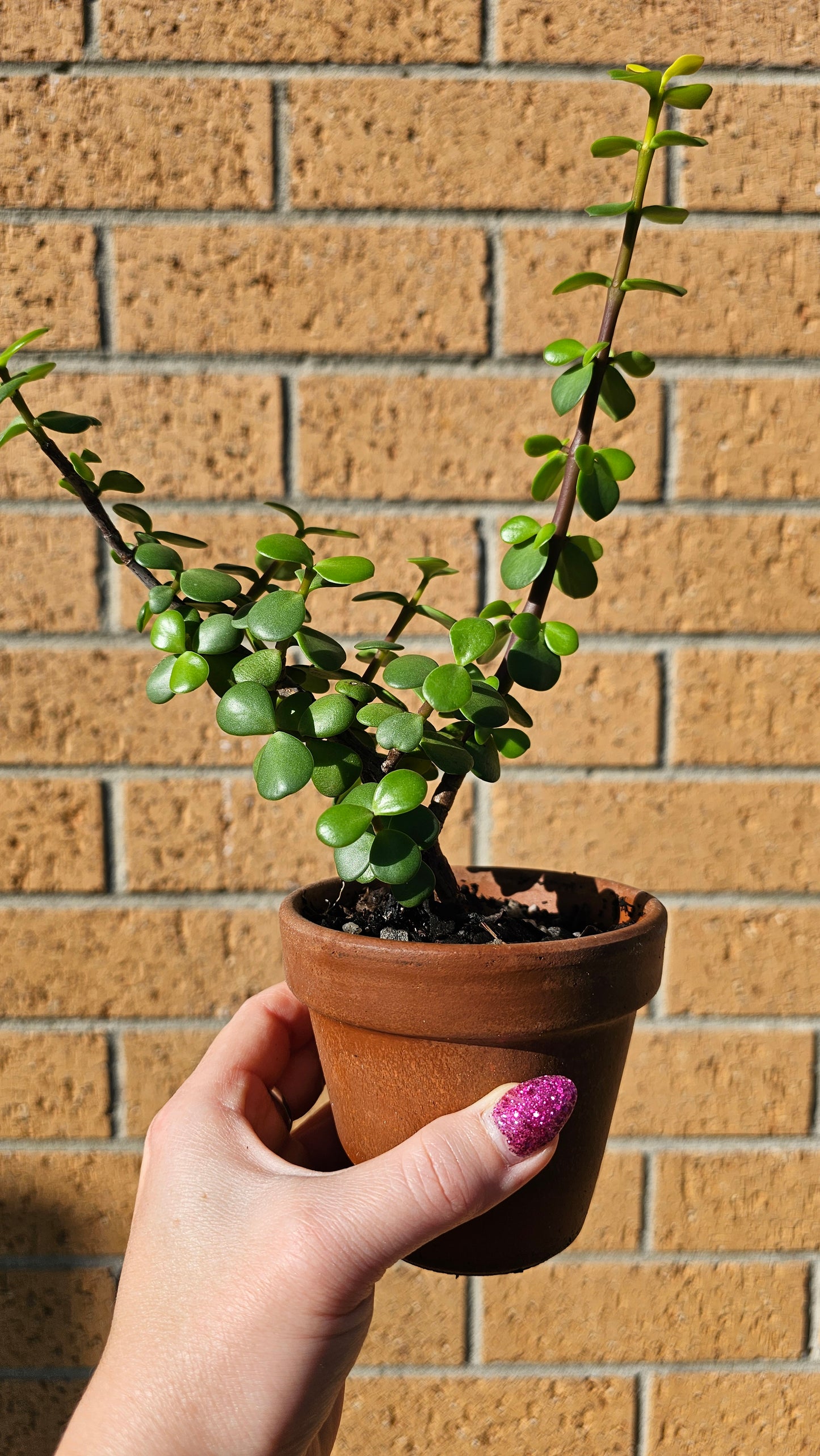 Plant + Card Gift Set