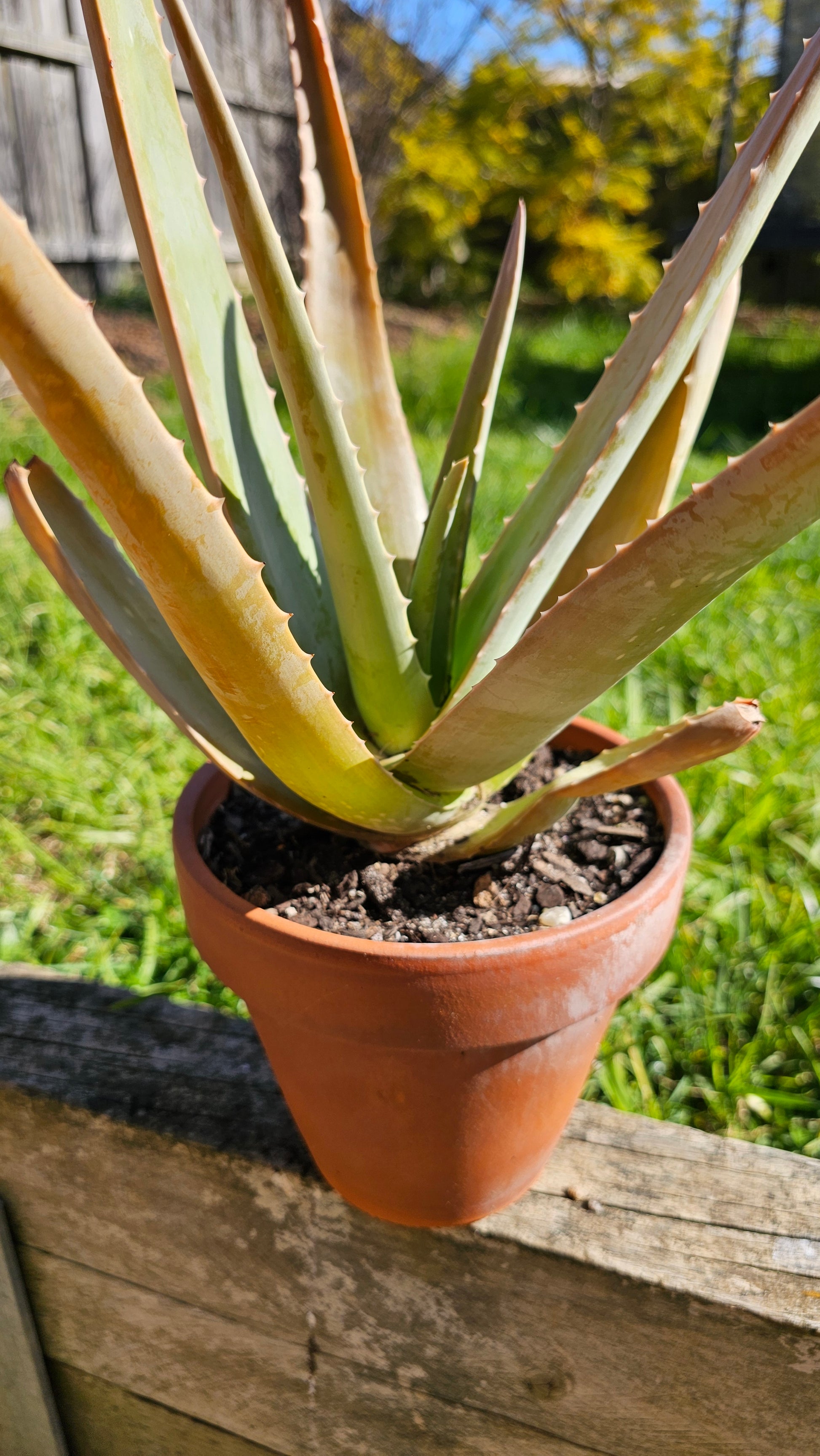 Potted aloe vera plant leaning against a wooden post with a blurred natural background