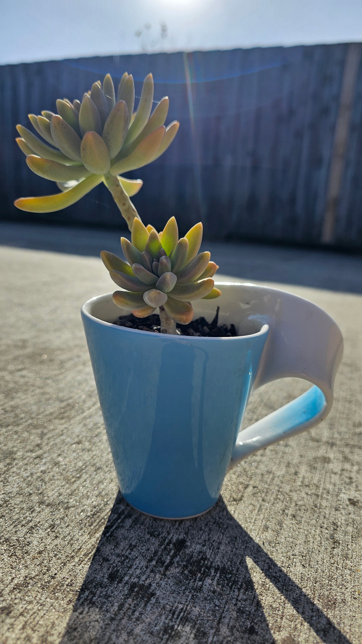 Plant + Card Gift Set