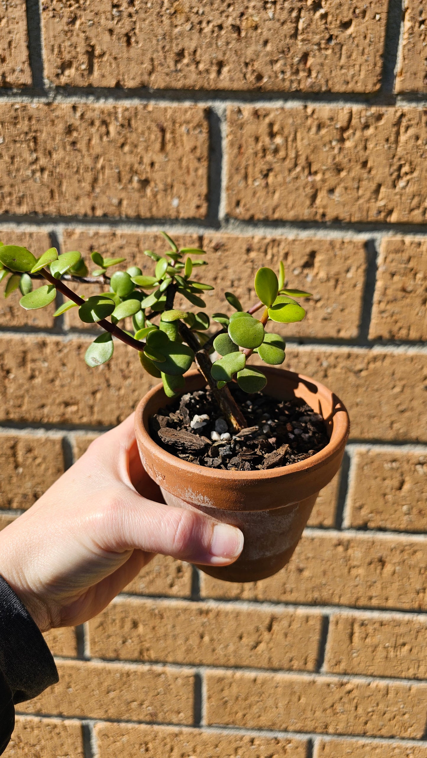 Mini Potted Succulent